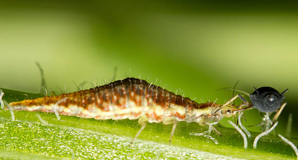 A larva of common Green Lacewing (Chrysoperla carnea) feeding on an aphid