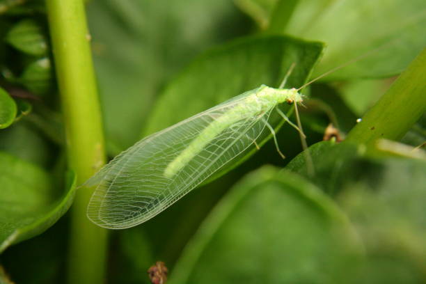 this a shot of a green lacewing fly i took in my back garden